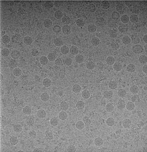A single two-dimensional cryo-EM micrograph